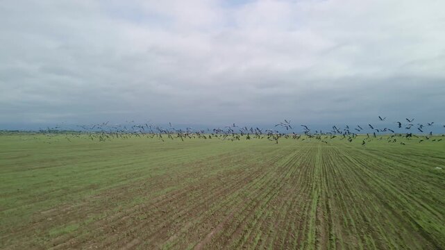Aerial drone view of cranes flying over fields in Almaty region. Cinematic flight with migrating birds over Kazakhstan steppe