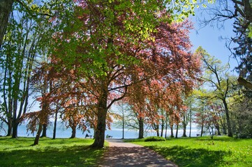 Fototapeta premium Lindenhofpark in Lindau am Bodensee