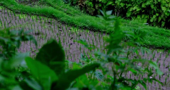 Beautiful Green Rice Fields in Bali | Indonesian Agricultural Landscape 4K