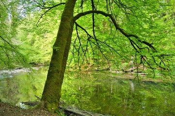 Obraz premium Fluss Argen im Allgäu nahe Wangen
