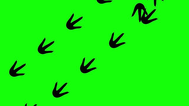 Animation of chicken footprints walking on a green screen background. Poultry foot marks.