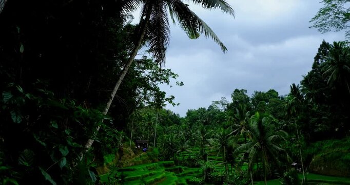 Lush Green Rice Terraces in Bali, Indonesia | Tropical Paddy Fields and Agricultural Landscape 4K
