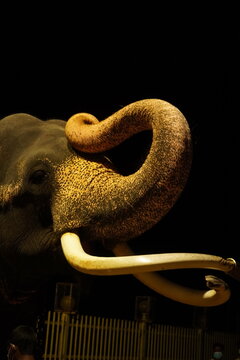 Close-up of an Asian Tusker Elephant with Long Tusks and Raised Trunk