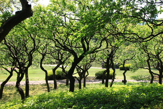 新宿御苑の風景。初夏の梅園。