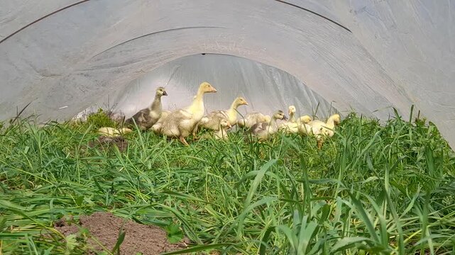 Little goslings on the green grass in a polytunnel. Geese in a greenhouse. Geese in shelter