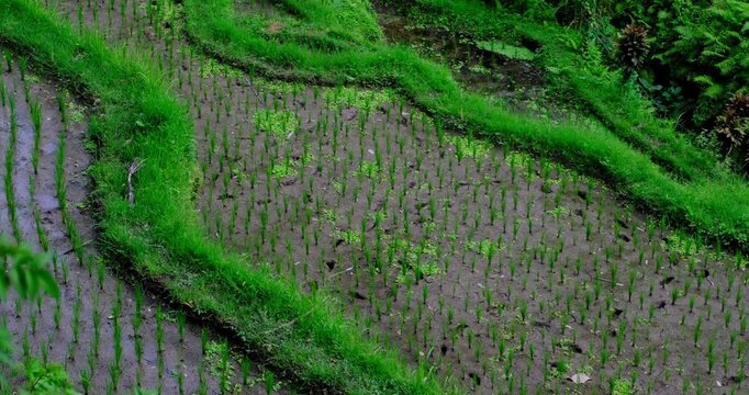Lush Green Rice Terraces in Bali, Indonesia | Tropical Paddy Fields and Agricultural Landscape 4K