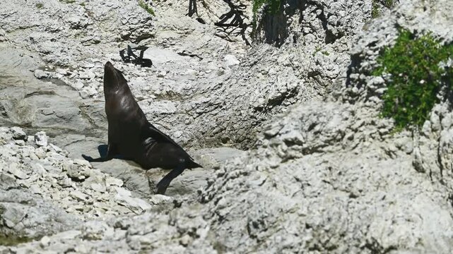 New Zealand fur seal - Arctocephalus forsteri, An eared seal (family Otariidae) resting on rocky coastal outcrops in New Zealand