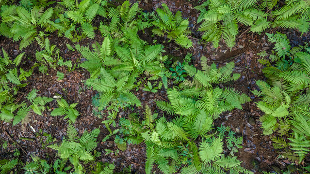 Aerial View of Damar Resin Tree Forest with Dense Fern and Orchids in Morning Light, Tropical Biodiversity Landscape, Top-down drone view. Nature scenery from above.