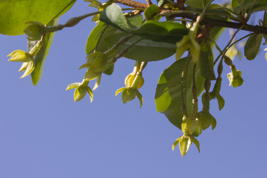 Unripe Ripe Autumn Olive Berries (Elaeagnus Umbellata)  and leaves