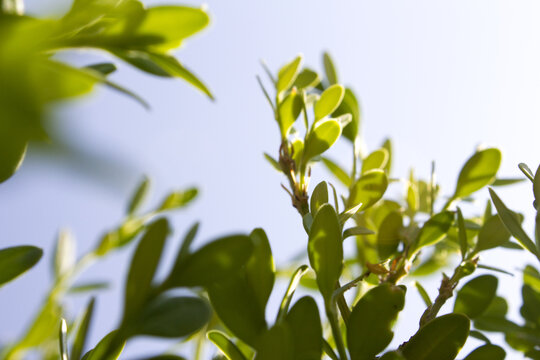 This is a close-up of a poplar leaf.