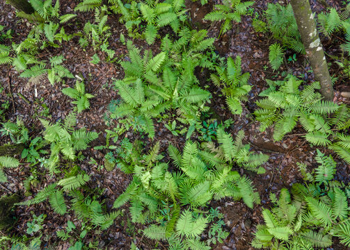 Aerial View of Damar Resin Tree Forest with Dense Fern and Orchids in Morning Light, Tropical Biodiversity Landscape, Top-down drone view. Nature scenery from above.