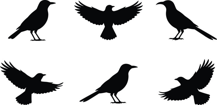Professional Crow and Raven Silhouettes Set Featuring Birds in Flying and Perching Poses for Nature Wildlife Halloween and Gothic Design Concepts
