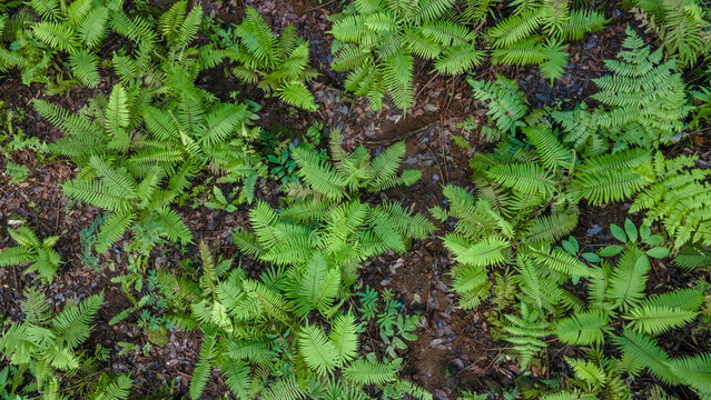 Aerial View of Damar Resin Tree Forest with Dense Fern and Orchids in Morning Light, Tropical Biodiversity Landscape, Top-down drone view. Nature scenery from above.