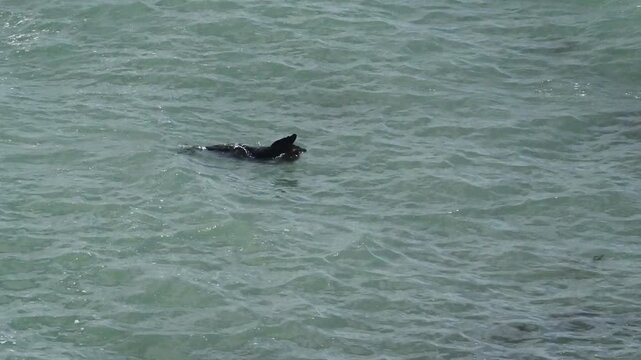 New Zealand fur seal - Arctocephalus forsteri, A seal floating supine at the water surface, manipulating