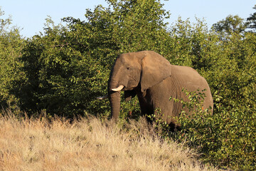 Fototapeta premium Afrikanischer Elefant / African elephant / Loxodonta africana