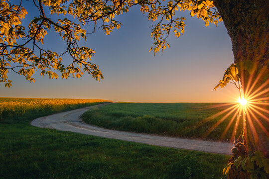 Rapsfeld im Sonnenaufgang, liebliches Taubertal
