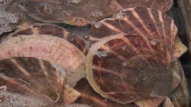 北海道のホタテ貝_Scallops in Hokkaido Japan