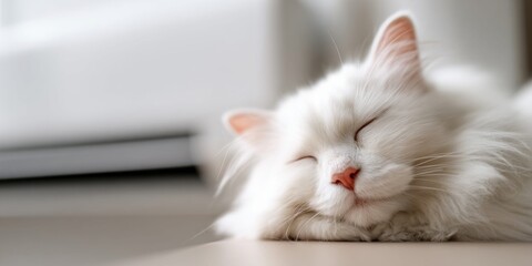 Obraz premium Peaceful white cat sleeping soundly in soft natural light near a window