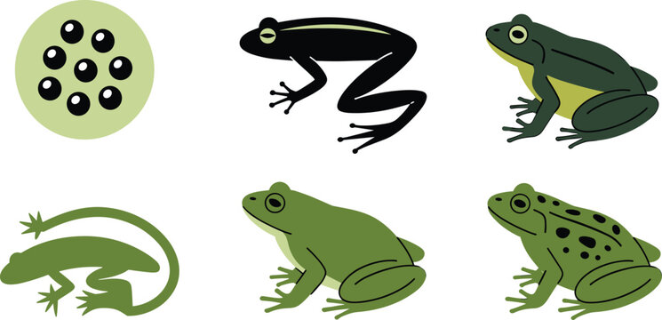 Vector set of frog life cycle stages featuring spawn eggs tadpole and adult green frogs in various flat styles