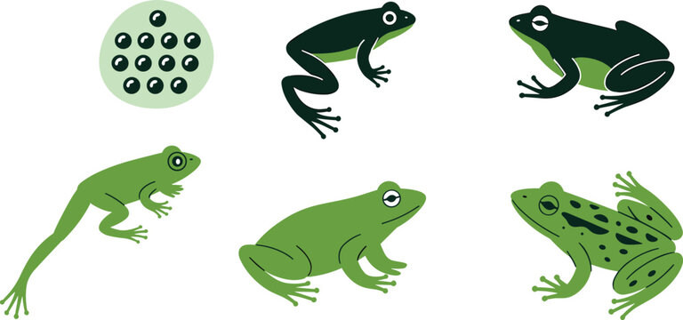 Vector set of frog life cycle stages featuring spawn eggs tadpole and adult green frogs in various flat styles