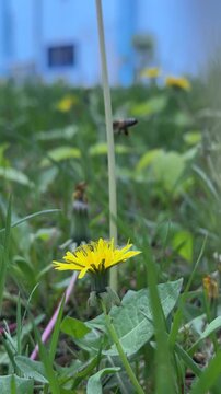 Macro footage of a busy honeybee pollinating a dandelion flower