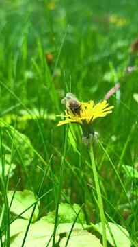 Close up of a honey bee gathering nectar from a bright yellow dandelion