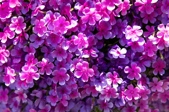 a spring flowers wallpaper background