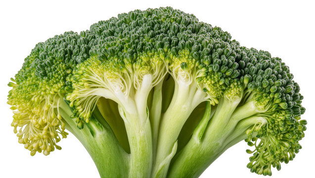 Fresh green broccoli florets and thick stems, isolated on transparent background