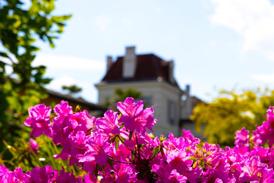 a garden villa background