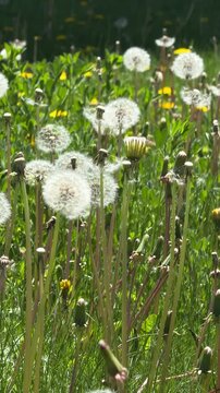 Dreamy dandelion clock with soft bokeh lights