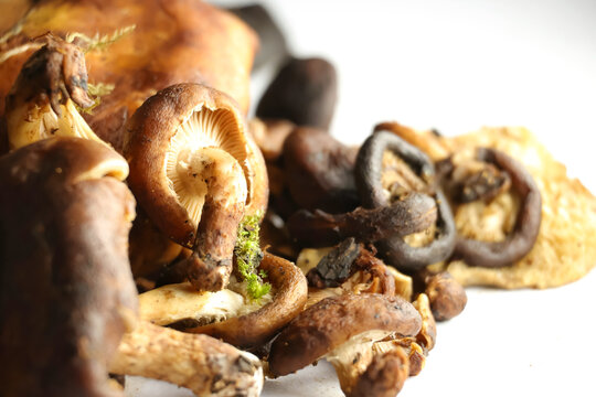 Closeup image of Uyen isolated on white background.Shiitake mushroom (Lentinula edodes) often dried and used in Manipuri cuisine for dishes like Eromba (chutney) and Kanghou (stir-fry).