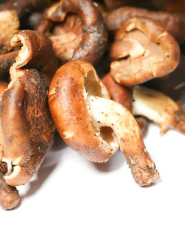 Closeup image of Uyen isolated on white background.Shiitake mushroom (Lentinula edodes) often dried and used in Manipuri cuisine for dishes like Eromba (chutney) and Kanghou (stir-fry).