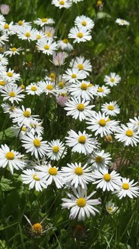 Peaceful spring nature background with vibrant white and yellow daisies