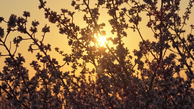 Aerial drone shot of a dense almond orchard during the spring blooming season. Pink and white blossoms are bathed in the soft, golden glow of a late afternoon sun. Close up. Moldova