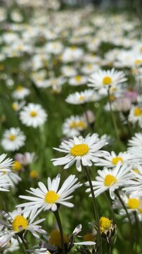 Vertical video of white daisies swaying in the gentle spring breeze