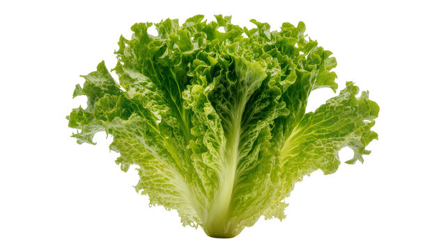 Fresh green lettuce leaf with ruffled edges, isolated on transparent background