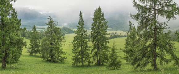 Fototapeta premium Foggy morning in the mountains, cloudy weather, summer travel, panoramic view