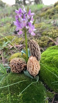 salep orchid flowers and wild morel mushrooms