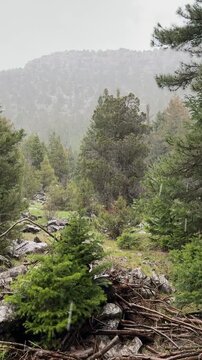 A typical spring rain in the forest, the wonderful dense texture of spruce, cedar, and juniper trees.