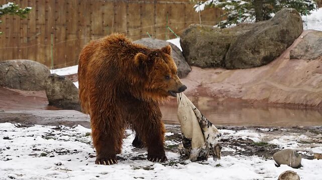 A brown grizzly bear at a zoo&mdash;a bear conservation center in Yellowstone National Park.