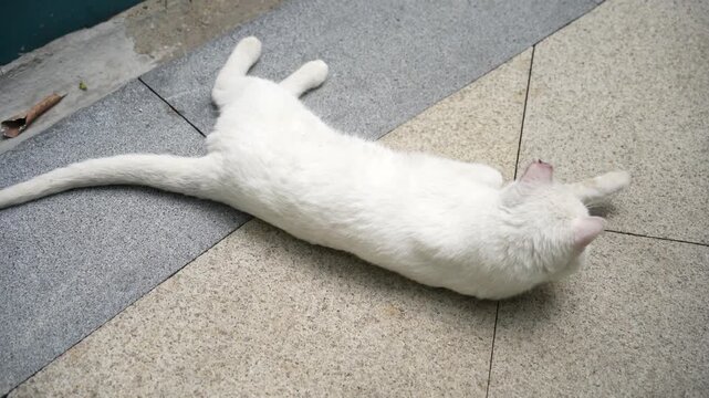 Top view of a white stray cat is lying on ground and grooming itself. The cat appears relaxed and comfortable