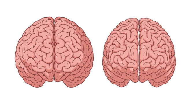 Detailed illustration of human brain anatomy from top and side views.