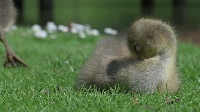 Greylag Goose (Anser anser) young gosling preening its down, daisies and a parent in the background. Late April, Kent, UK. [Half speed]