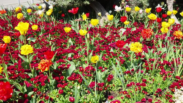 Colourful Terry Tulips and Red Bellis perennis English daisy. Flowerbed lawn design. Tulip Tulipa plant Lily Liliaceae. Cultivars like Bellissima Red Pomponette are popular for double red flowers