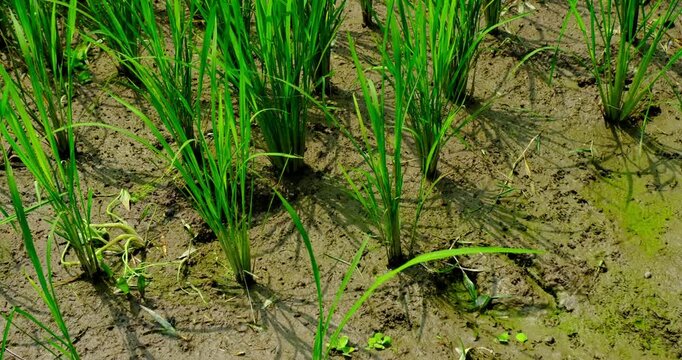 Close up view of Bali Agricultural Landscape | Green Rice Terraces and Tropical Nature 4K