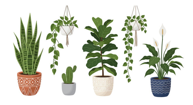 Variety of Potted Houseplants on Display.