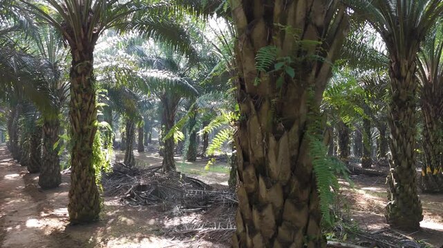 palm-trees-plantation-palm-oil