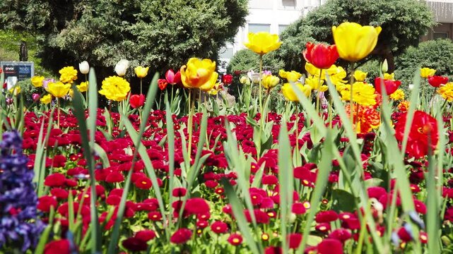 Colourful Terry Tulips and Red Bellis perennis English daisy. Flowerbed lawn design. Tulip Tulipa plant Lily Liliaceae. Cultivars like Bellissima Red Pomponette are popular for double red flowers