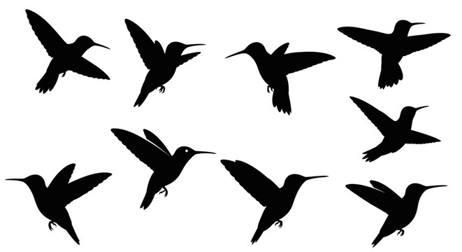 Hummingbird Silhouette Collection: Flight Poses and Motion Sequence