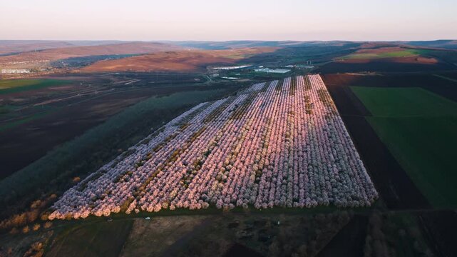Aerial drone sunrise timelapse of a dense almond orchard during the spring blooming season. Pink and white blossoms are bathed in the soft, golden glow. Moldova